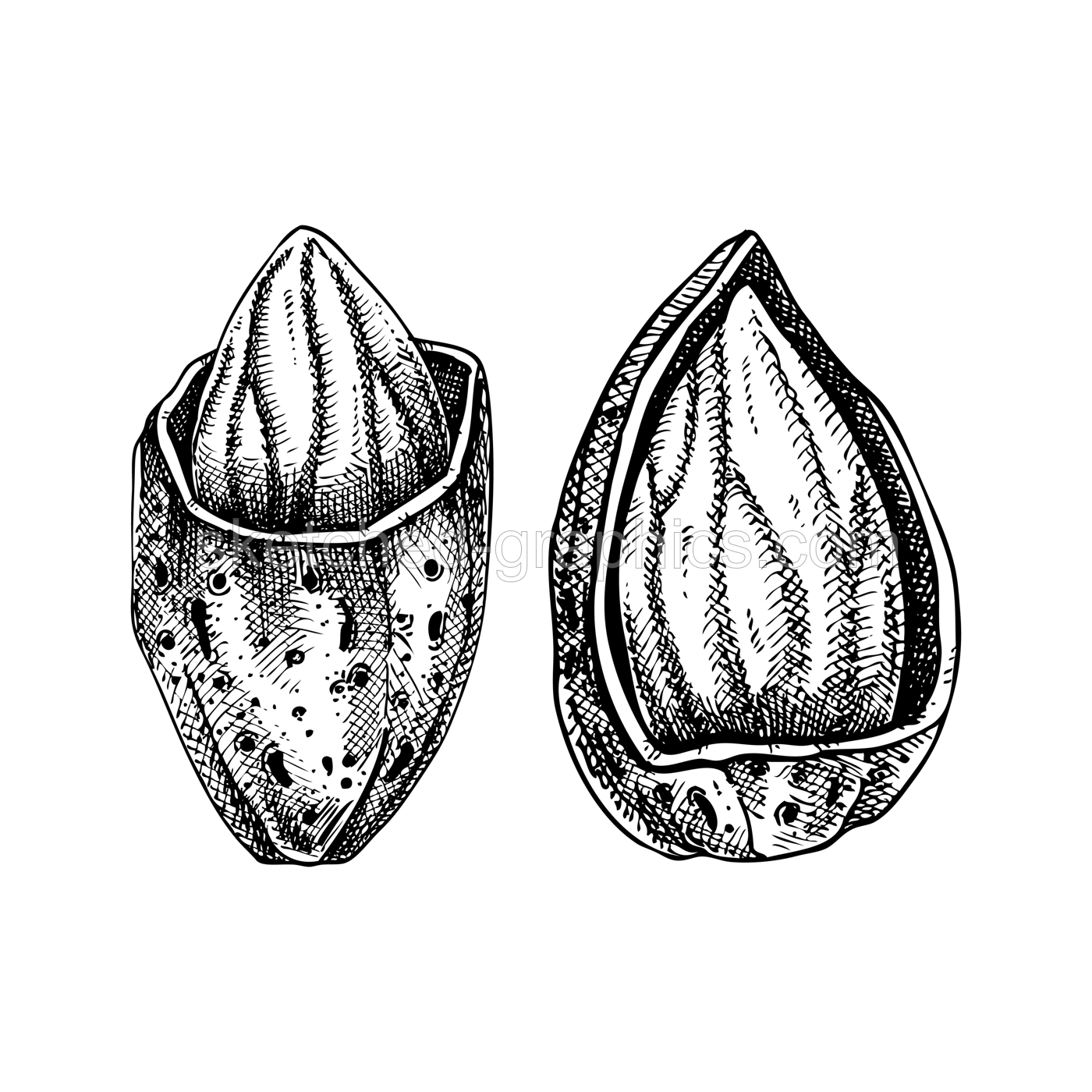 Two almond nuts in nutshell sketches.  Hand-drawn vector illustration. Vintage almonds, cosmetics ingredient, healthy food drawings. Botanical design element in engraved style for label and packaging. Illustration